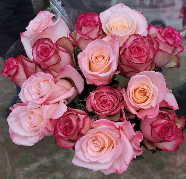 [Image: Roses.jpg]