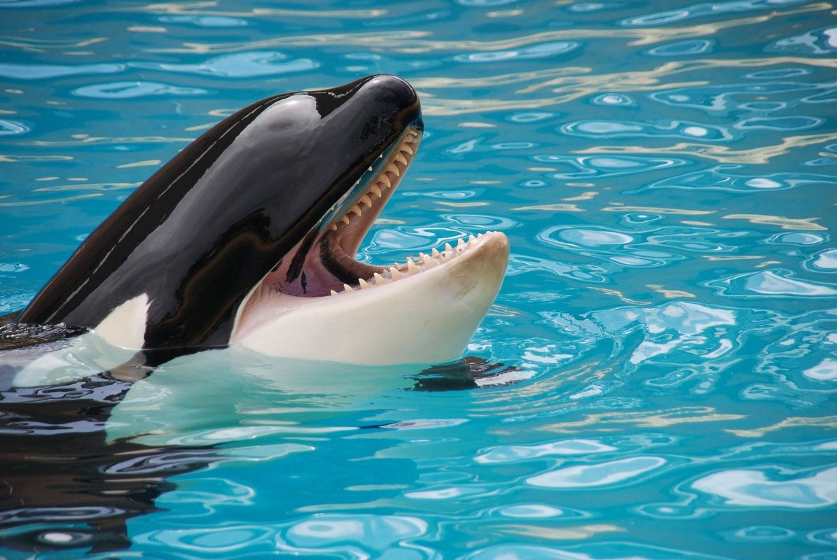 Blacknwhitekillerwhale.jpg