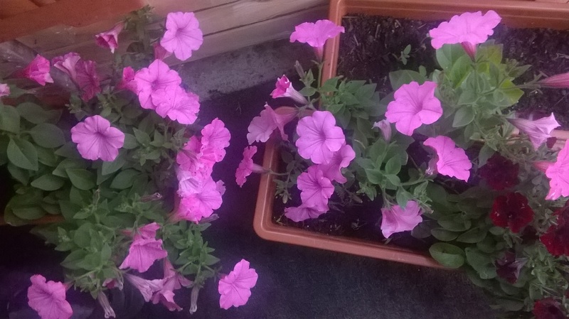 WP_20160529_001