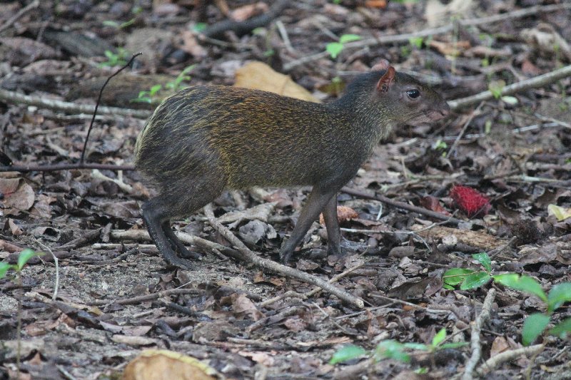 DE TORTUGAS Y PEREZOSOS. COSTA RICA 2019 - Blogs de Costa Rica - DIA 14: PARQUE DE MANUEL ANTONIO (55)