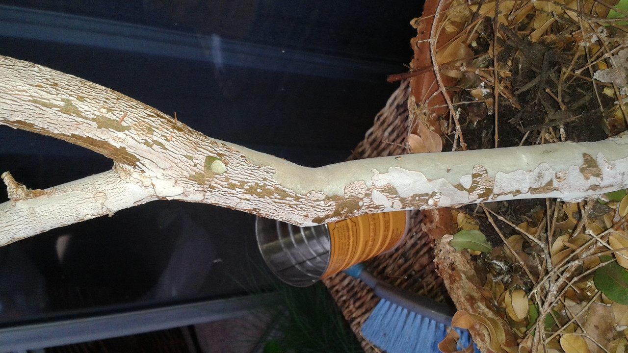 Jaboticaba March 2016