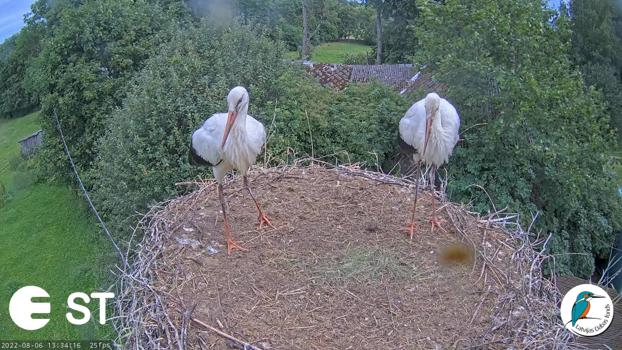Baltie stārķi (Ciconia ciconia) Tukuma novadā - LDF tiešraide __ White storks in Tukums, Latvia 15-3