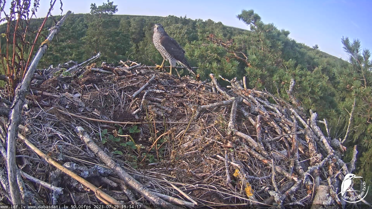 Zivju ērgļi (Pandion haliaetus) Kurzemē - LDF tiešraide 9-57-32 screenshot