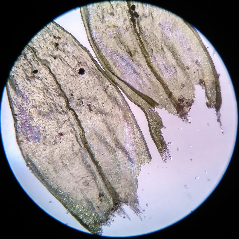 IMG 20250616 205446 HDR