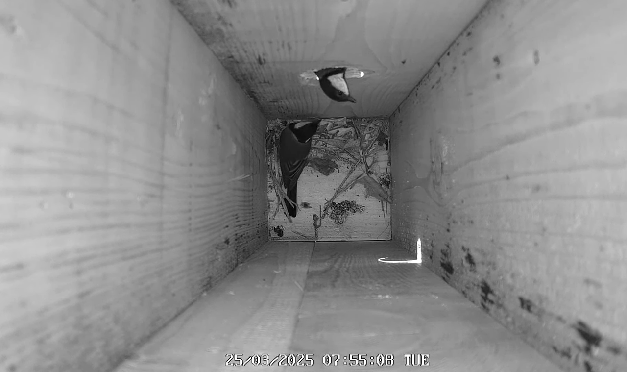 (10) Mājas strazds 2025 Tiešraide - YouTube - 456_31