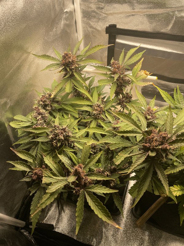 CC9D2057-36B7-4934-9C96-25C00C71CCA2