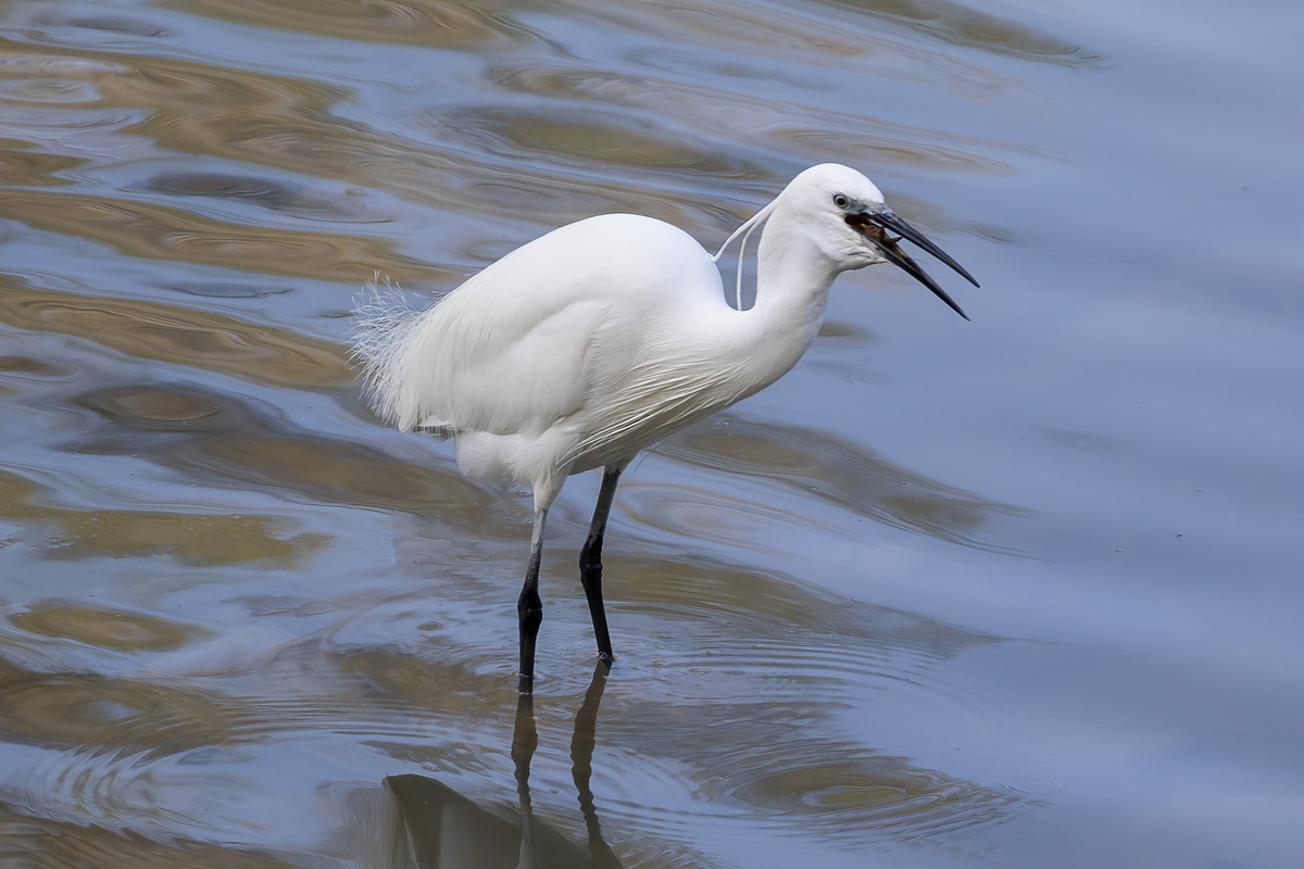 _27A7795-AIRONE CON GRANCHIO