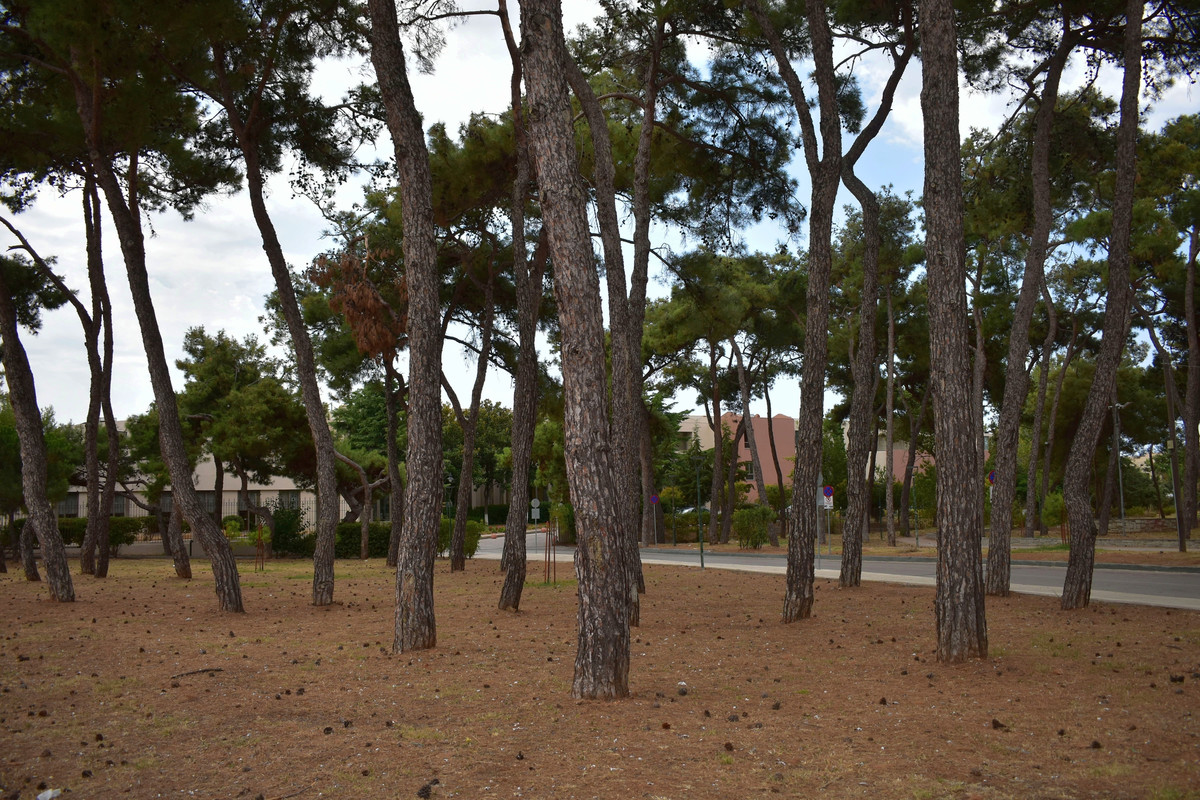 Αλεξανδρούπολη (12)