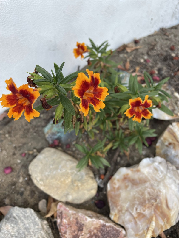 BA1E9E2F-457C-4F70-AE18-D51EC70C5F5D_1_105_c