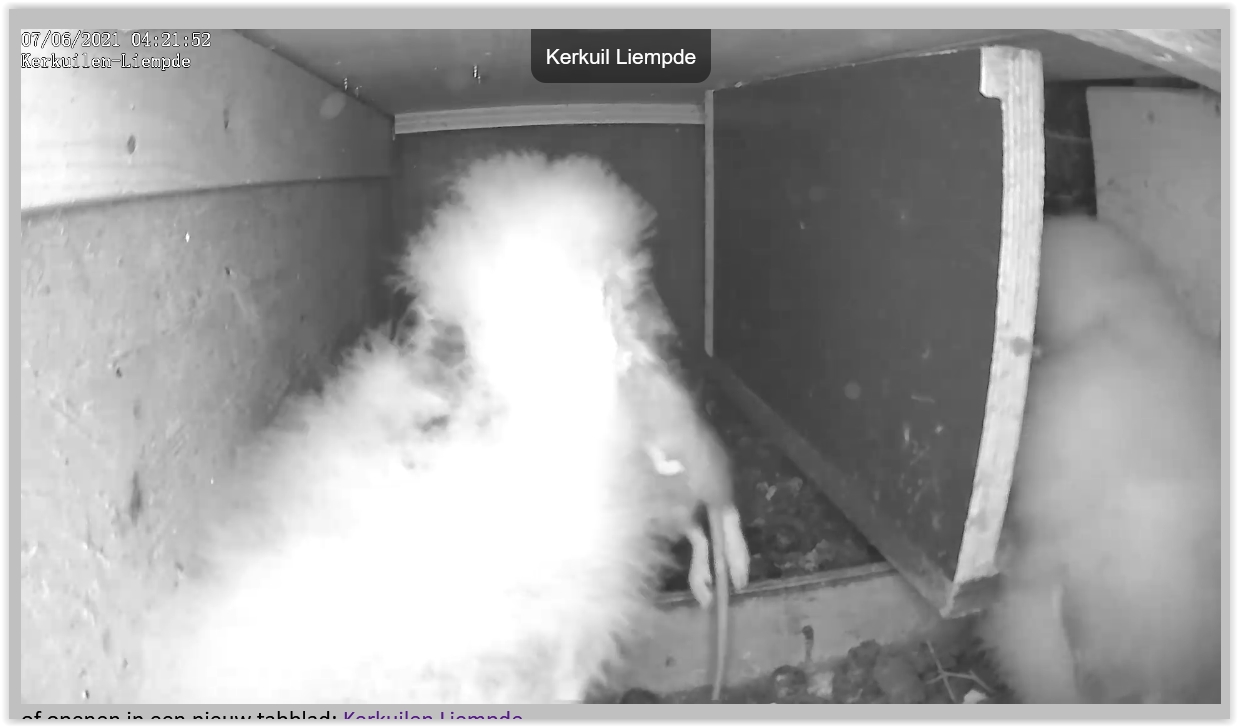 Screen Shot 06-07-21 at 04.22 AM