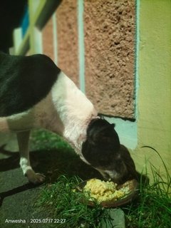 Daily Feeding Round