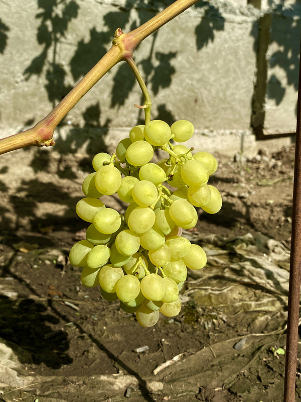 91448F06-48C8-4206-B8EA-5E8E53F5E90A