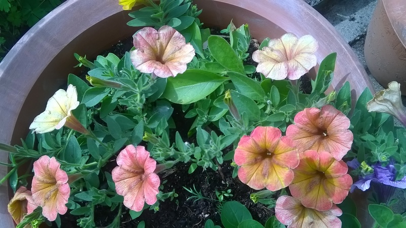 WP_20160527_008