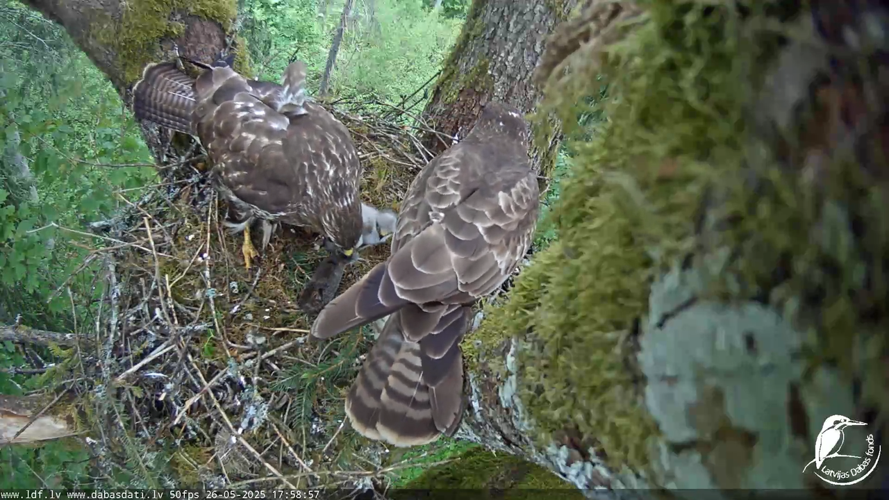 Melnās klijas (Milvus migrans) Kurzemē_ peļu klijāni (Buteo buteo) 13-2-2 screenshot