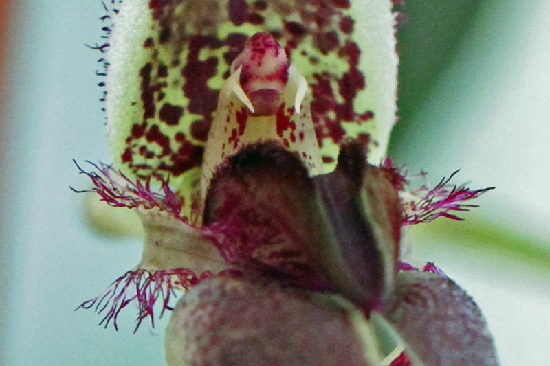 Bulbophyllum fascinator (Rolfe) Rolfe-012