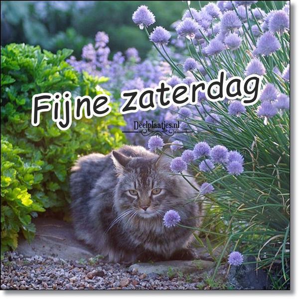 deelplaatjes-nl-zaterdag-konijntje-445303.jpg