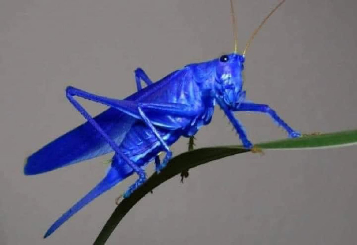 ΓΑΛΑΖΙΕΣ-ΑΚΡΙΔΕΣ