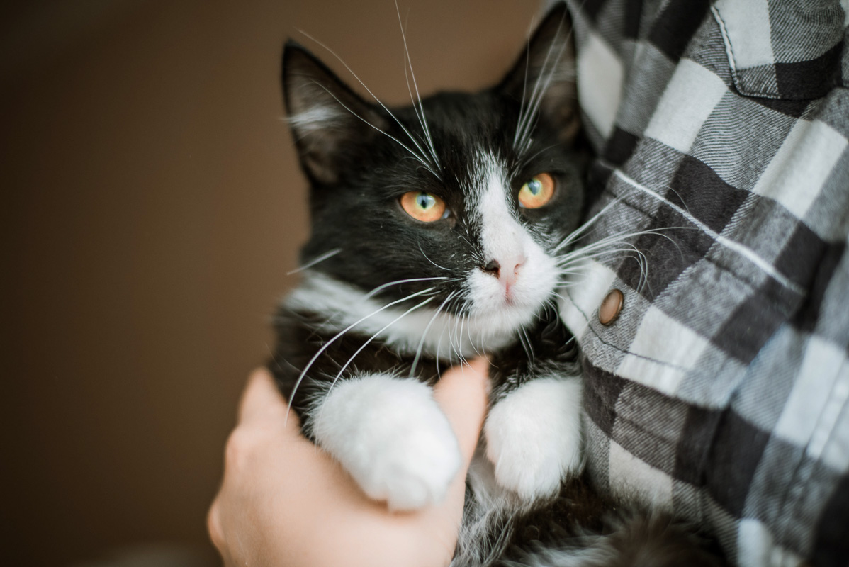 Разбойник1-1