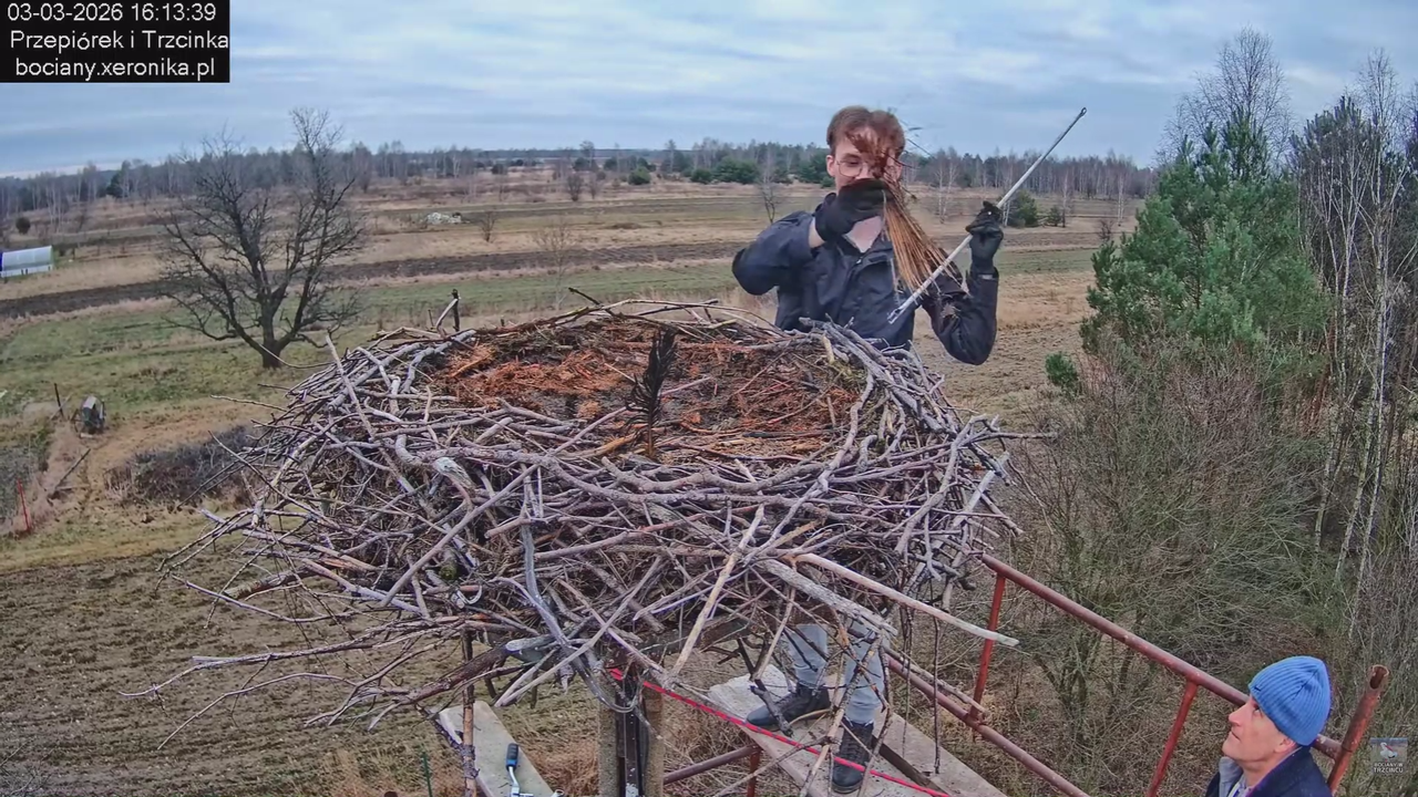 03032026 Prace przy gnieździe 3