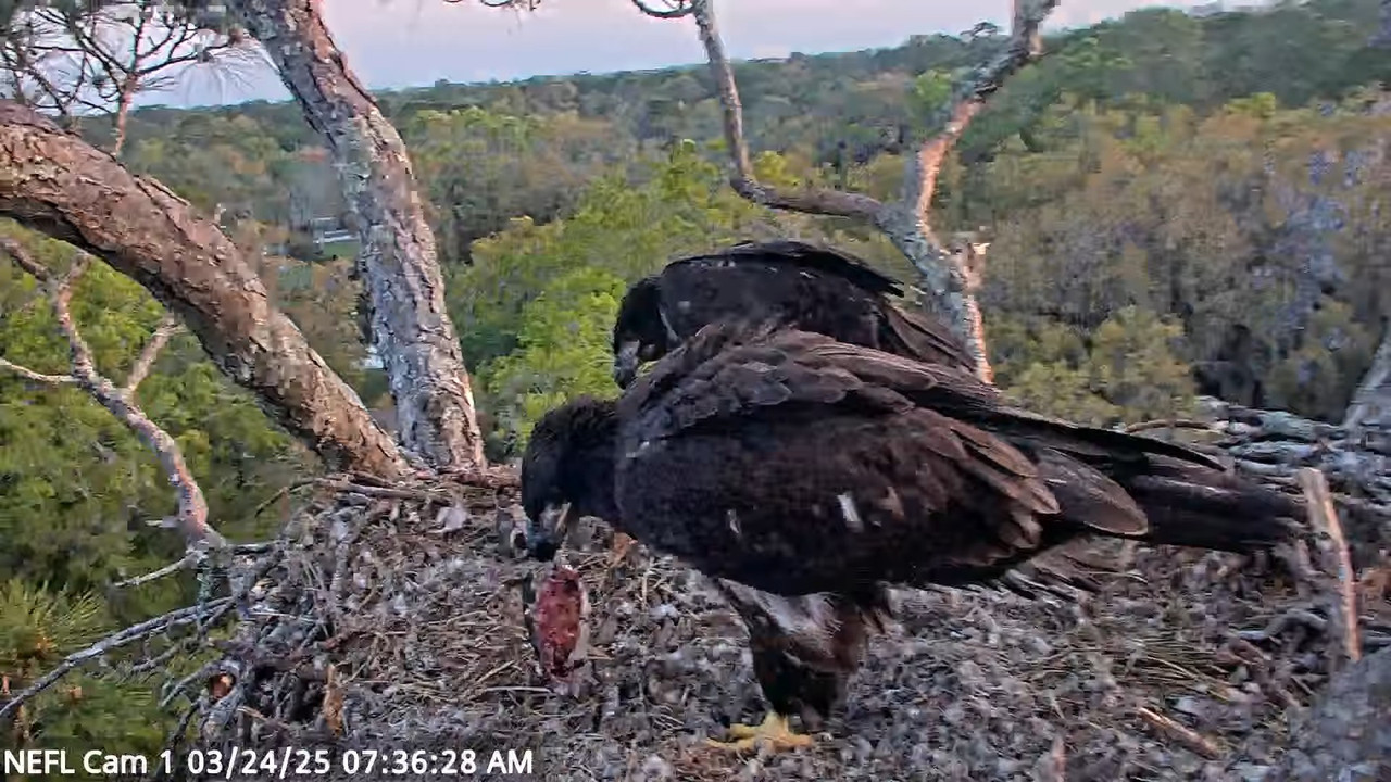 NEFL Cam 1 — tiešraidē Bald Eagle Cam 17-18-20 screenshot