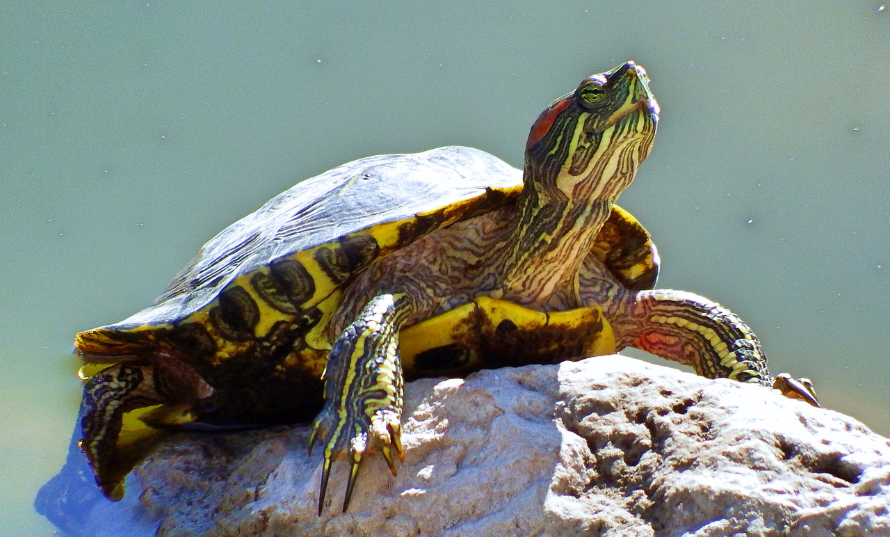 IMAGE: https://i.postimg.cc/sX8zBk7s/Boerne-Turtle-9.jpg