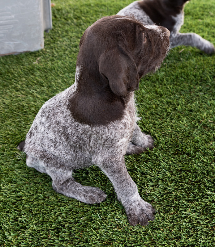 drive1400Puppies4-25-2019_0005