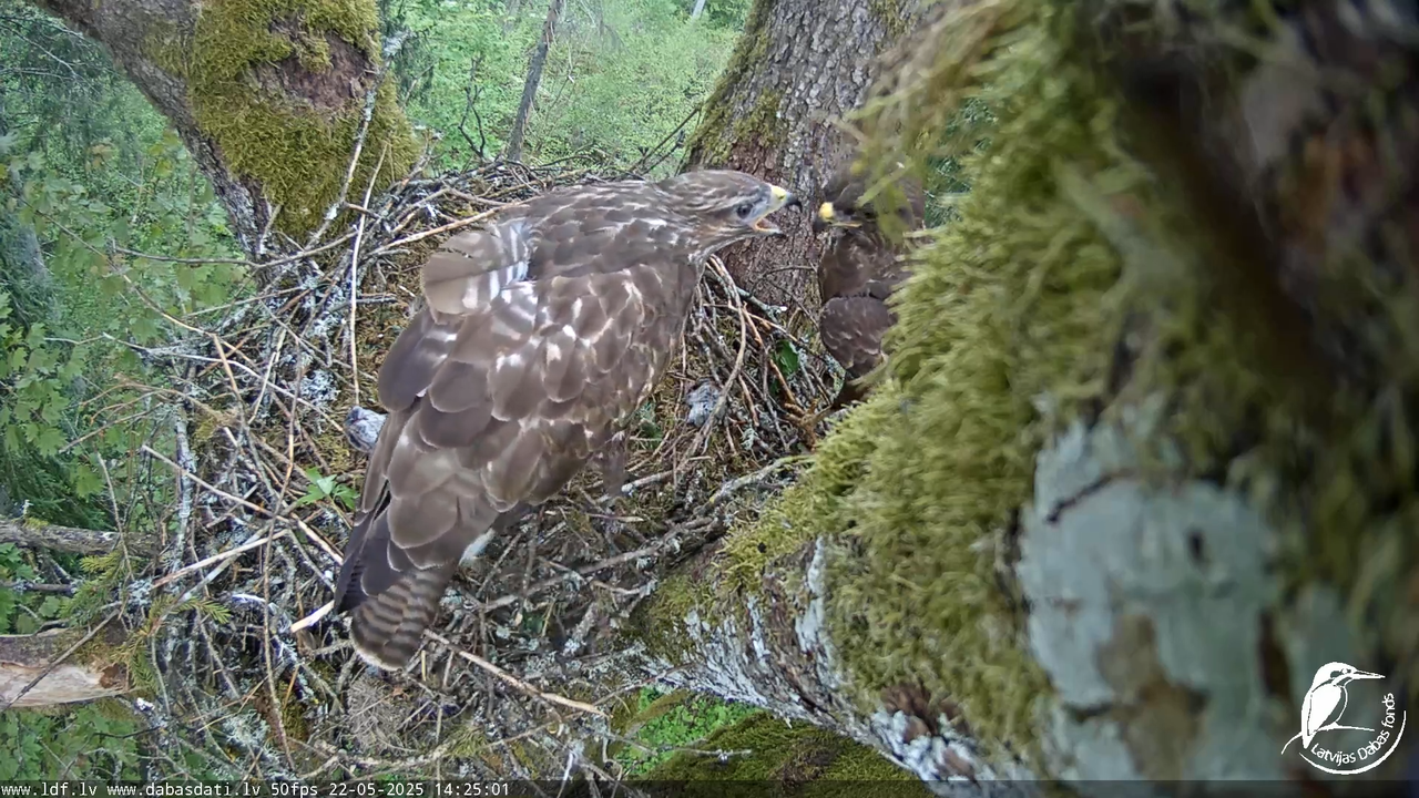 Melnās klijas (Milvus migrans) Kurzemē_ peļu klijāni (Buteo buteo) 13-25-26 screenshot