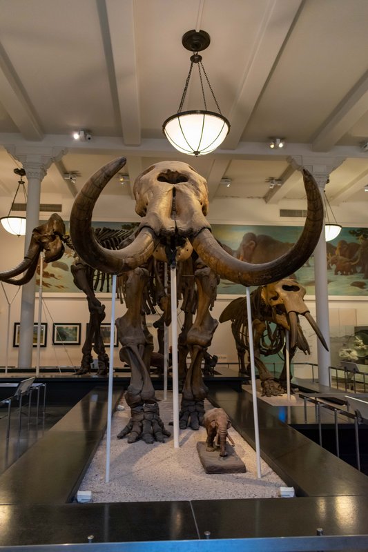 Día 3 - Museo Americano de Historia Natural y Central Park - Nueva York en Septiembre (4)