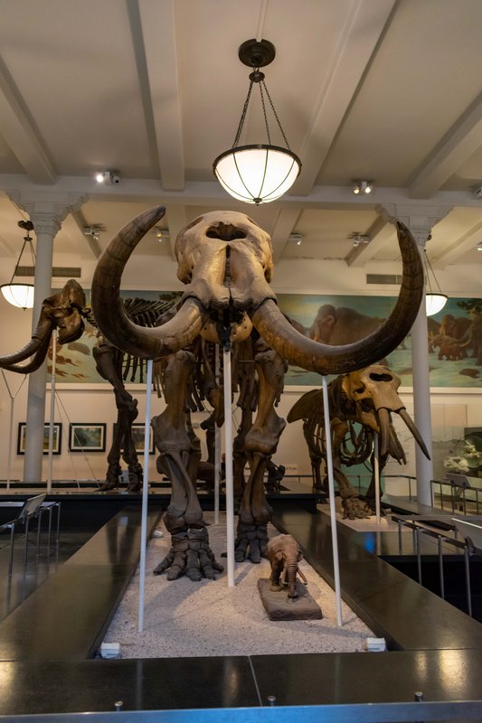 Nueva York en Septiembre - Blogs de USA - Día 3 - Museo Americano de Historia Natural y Central Park (4)