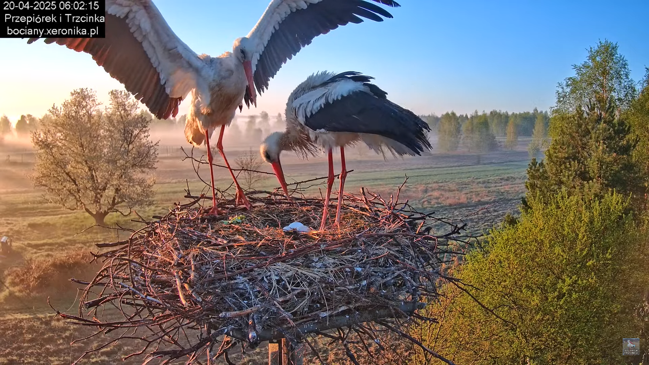 20042025bociany15
