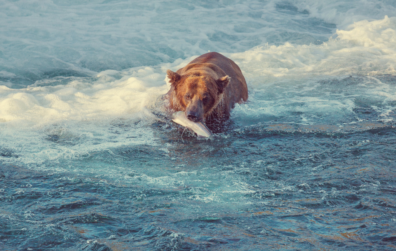 Grizzly Bears 4K | Katmai’s Salmon Season | Cinematic Nature Relaxation