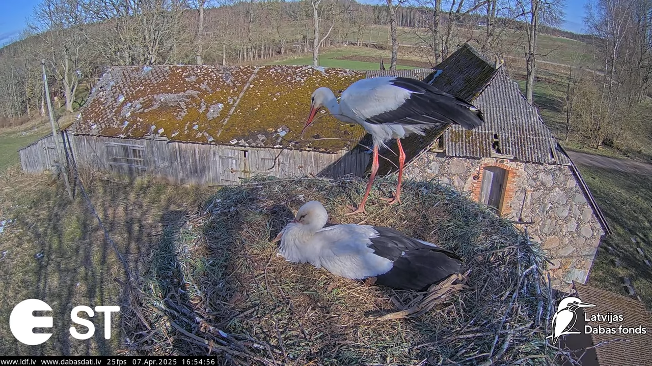 (6) Baltie stārķi (Ciconia ciconia) Tukuma novadā __ White storks in Tukums, Latvia - YouTube - 605_
