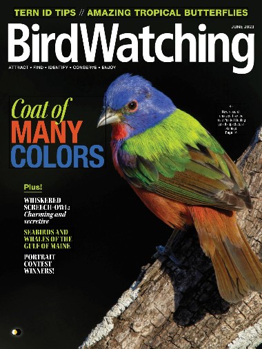 Bird Watching USA - May / June 2023