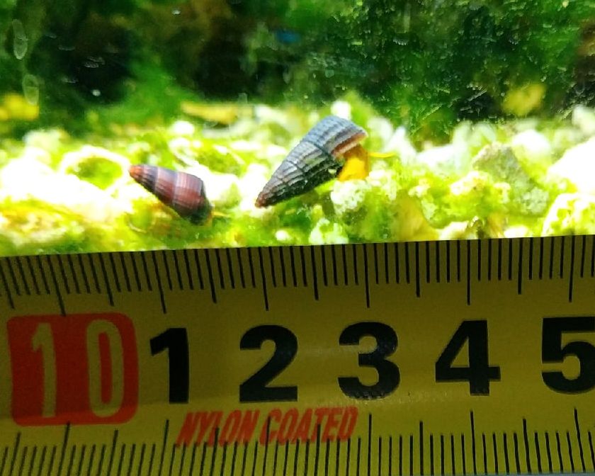 улитеныши размер 1