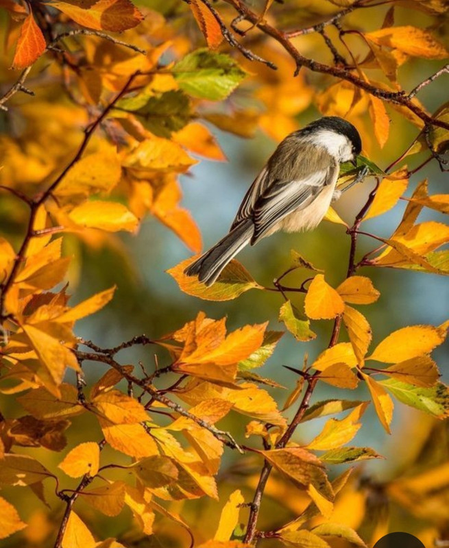 Screenshot_20231117_212602_Pinterest