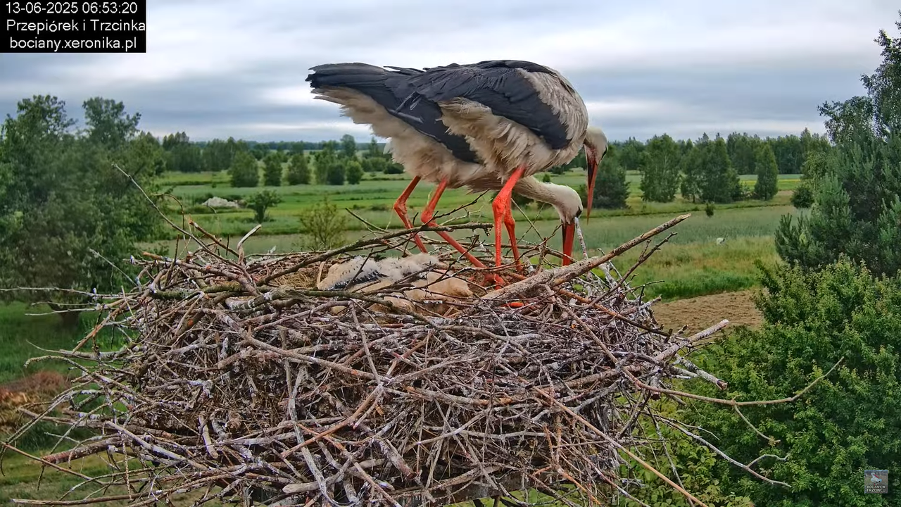 13062025bociany18