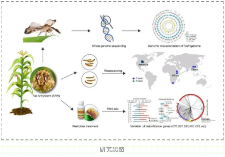 中国科学家成功破译草地贪夜蛾耐药基因-2.png