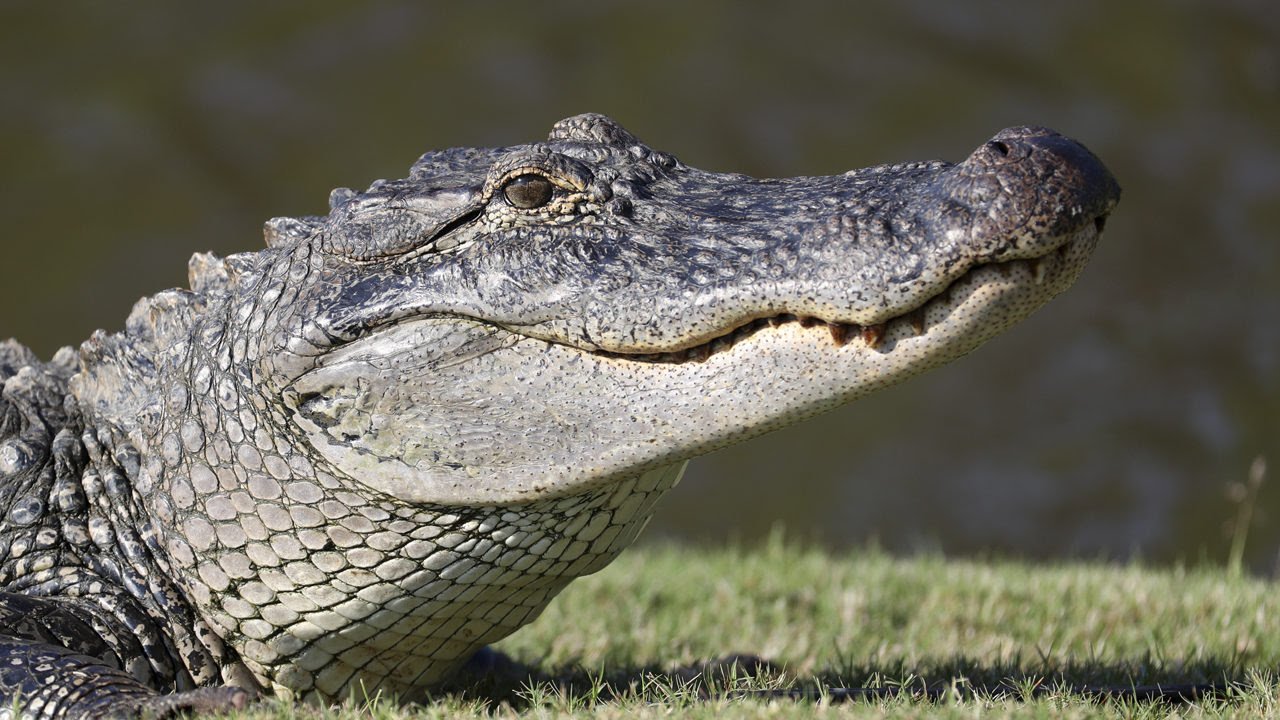 Alligator-1563221514725-22105517-ver1-0-1280-720.jpg