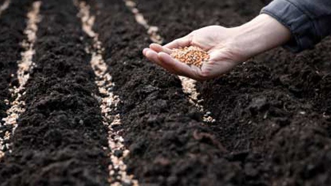 bha-sower-went-out-to-sow.jpg