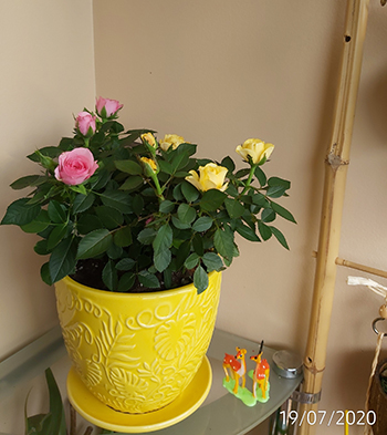 [Image: IMG-20200719-100320.jpg]