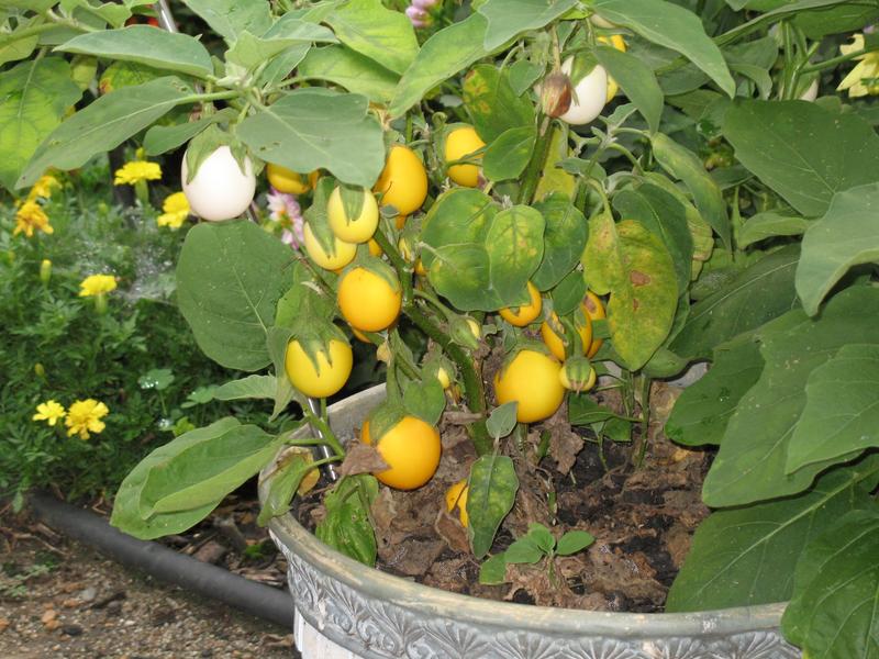 Lawn and Gardens 08.19.2018  (3)