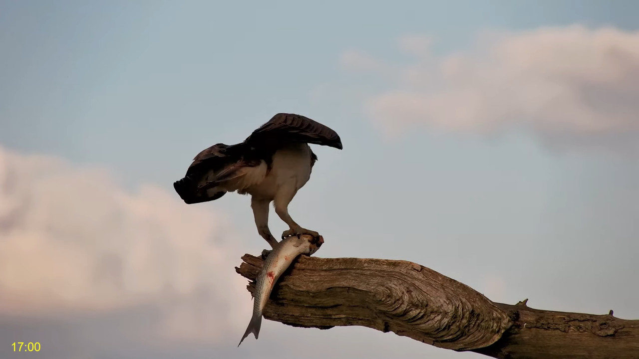 🦅 Dyfi Osprey projekts (VELSA)_ 2024. GADA TIEŠRAIDE 4K kvalitātē 🦅 11-0-52 screenshot