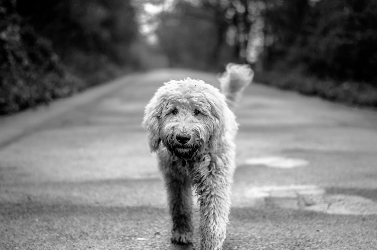 Blacknwhitedoodle.jpg