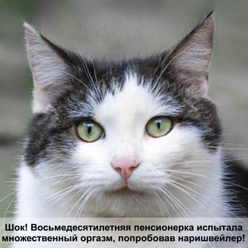 календарь родов кошки