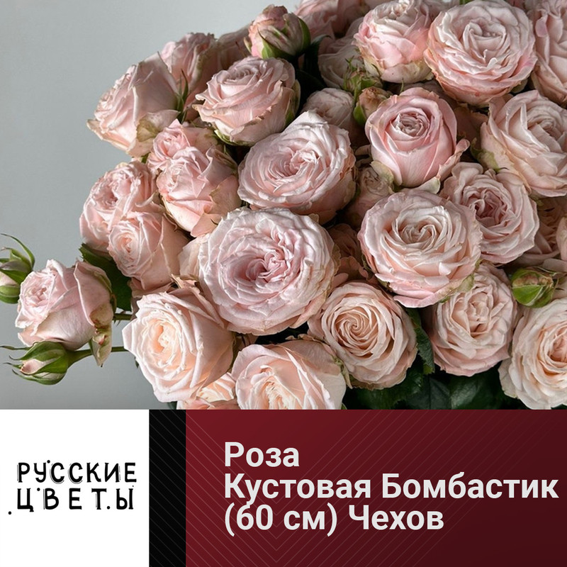 Роза Кустовая Бомбастик (60 см) Чехов