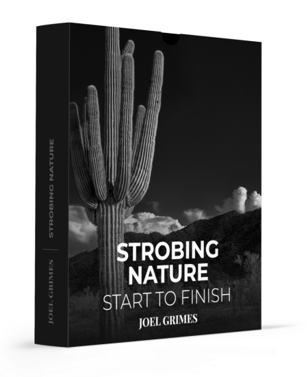 Strobing Nature - Start to Finish