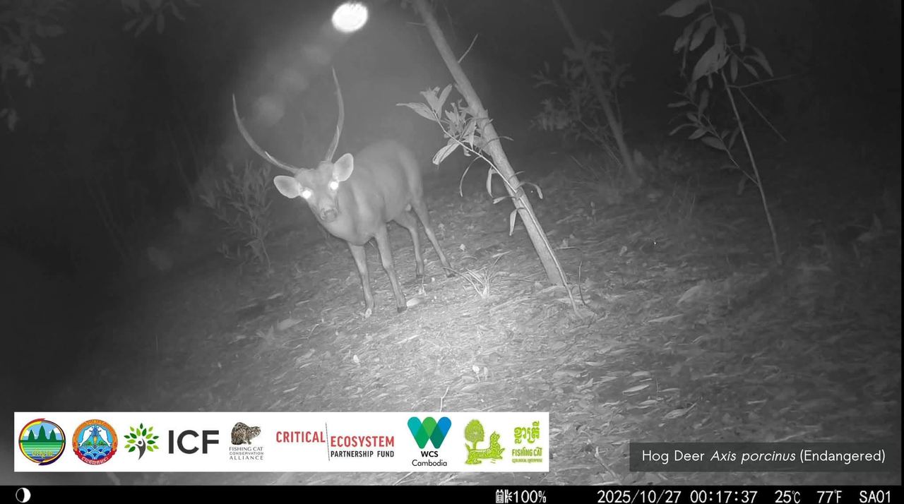 koh kong camera traps endangered species cambodia news 2026 34543564