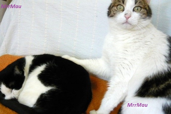MrmaiMau