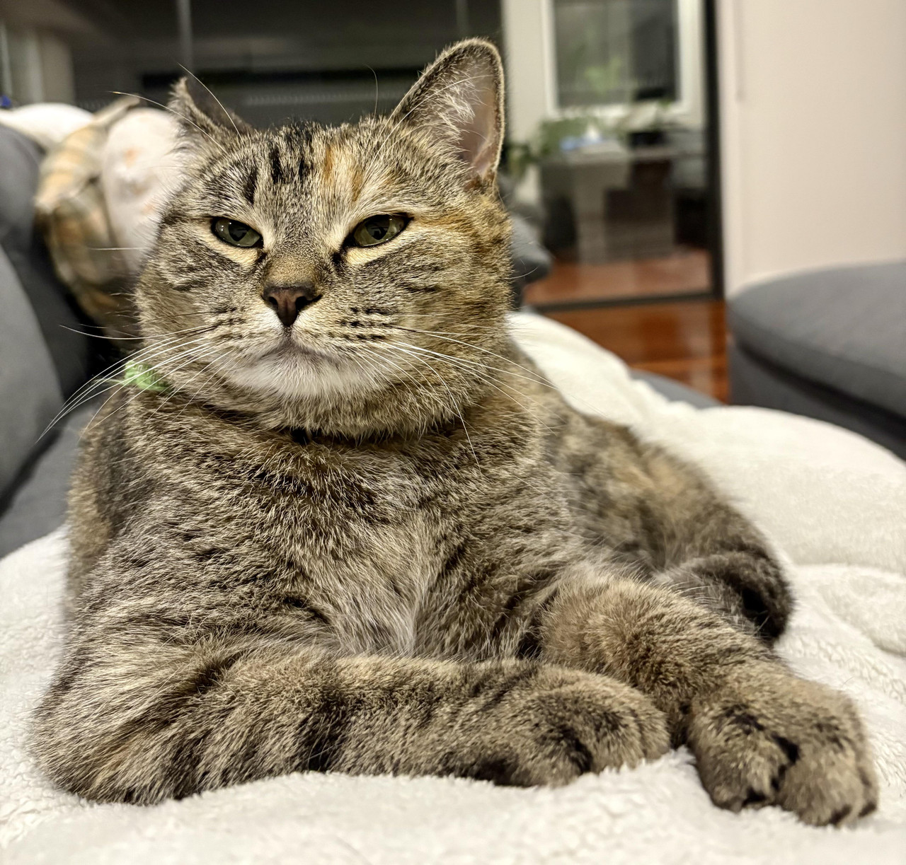Catwhyareyoubotheringmepeasantnmb6zy04g2ch1.jpg