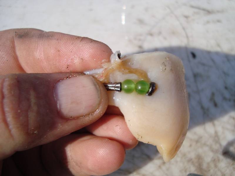 Keeping fresh surf clam on the hook while casting? HELP!